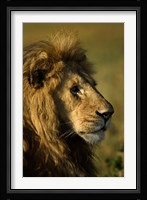 Adult male lion, Maasai Mara, Kenya Fine Art Print