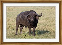 African buffalo wildlife, Maasai Mara, Kenya Fine Art Print