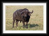 African buffalo wildlife, Maasai Mara, Kenya Fine Art Print