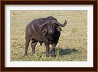 African buffalo wildlife, Maasai Mara, Kenya Fine Art Print