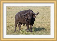 African buffalo wildlife, Maasai Mara, Kenya Fine Art Print