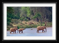 African Elephant crossing, Samburu Game Reserve, Kenya Fine Art Print