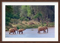 African Elephant crossing, Samburu Game Reserve, Kenya Fine Art Print