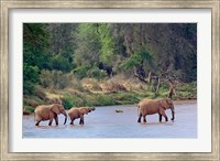 African Elephant crossing, Samburu Game Reserve, Kenya Fine Art Print