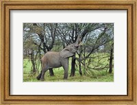 African Elephant feeding on Tree bark, Serengeti National Park, Tanzania Fine Art Print