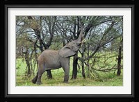 African Elephant feeding on Tree bark, Serengeti National Park, Tanzania Fine Art Print