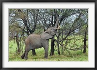 African Elephant feeding on Tree bark, Serengeti National Park, Tanzania Fine Art Print