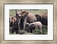 African Elephant herd with babies, Maasai Mara, Kenya Fine Art Print