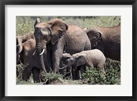 African Elephant herd with babies, Maasai Mara, Kenya Fine Art Print