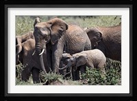 African Elephant herd with babies, Maasai Mara, Kenya Fine Art Print