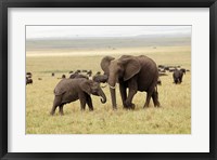 Herd of African elephants, Maasai Mara, Kenya Fine Art Print