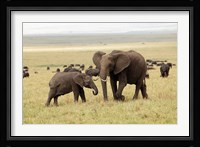 Herd of African elephants, Maasai Mara, Kenya Fine Art Print