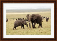 Herd of African elephants, Maasai Mara, Kenya Fine Art Print