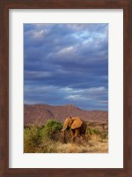 African Elephant, Samburu Game Reserve, Kenya Fine Art Print