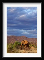 African Elephant, Samburu Game Reserve, Kenya Fine Art Print