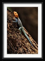 Agama Lizard, Samburu National Game Reserve, Kenya Fine Art Print