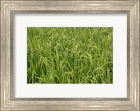 Agriculture, Rice field, near Guilin, China Fine Art Print