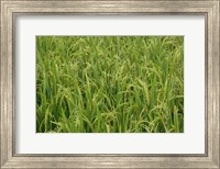 Agriculture, Rice field, near Guilin, China Fine Art Print