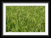 Agriculture, Rice field, near Guilin, China Fine Art Print