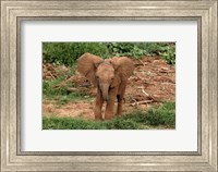Baby Africa elephant, Samburu National Reserve, Kenya Fine Art Print