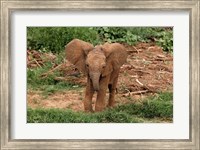 Baby Africa elephant, Samburu National Reserve, Kenya Fine Art Print