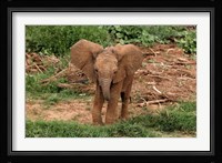 Baby Africa elephant, Samburu National Reserve, Kenya Fine Art Print