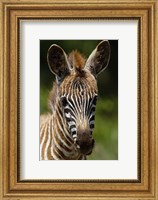 Baby Burchell's Zebra, Lake Nakuru National Park, Kenya Fine Art Print