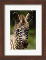 Baby Burchell's Zebra, Lake Nakuru National Park, Kenya Fine Art Print