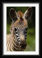 Baby Burchell's Zebra, Lake Nakuru National Park, Kenya Fine Art Print