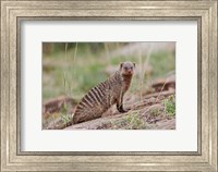 Banded Mongoose wildlife, Maasai Mara, Kenya Fine Art Print