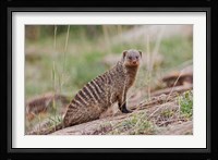 Banded Mongoose wildlife, Maasai Mara, Kenya Fine Art Print
