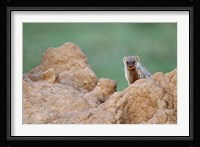 Banded Mongoose wildlife, termites, Maasai Mara, Kenya Fine Art Print