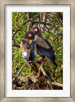 Bateleur Eagles, Samburu National Reserve, Kenya Fine Art Print