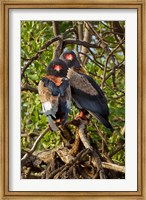 Bateleur Eagles, Samburu National Reserve, Kenya Fine Art Print