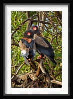 Bateleur Eagles, Samburu National Reserve, Kenya Fine Art Print