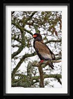 Bateleur, Serengeti National Park, Tanzania Fine Art Print
