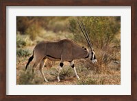 Beisa Oryx wildlife, Samburu National Reserve, Kenya Fine Art Print