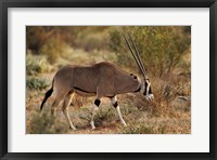 Beisa Oryx wildlife, Samburu National Reserve, Kenya Fine Art Print
