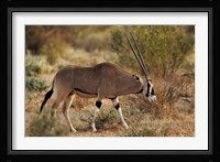 Beisa Oryx wildlife, Samburu National Reserve, Kenya Fine Art Print