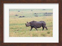 Black Rhino, Maasai Mara, Kenya Fine Art Print