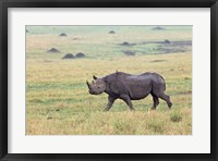 Black Rhino, Maasai Mara, Kenya Fine Art Print