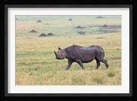 Black Rhino, Maasai Mara, Kenya Fine Art Print