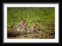 Black-backed Jackal wildlife, Maasai Mara, Kenya Fine Art Print