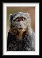 Blue Monkey, Tanzania Fine Art Print