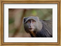 Blue Monkey, Lake Manyara National Park, Tanzania Fine Art Print