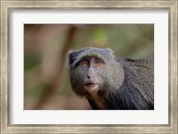 Blue Monkey, Lake Manyara National Park, Tanzania Fine Art Print