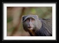 Blue Monkey, Lake Manyara National Park, Tanzania Fine Art Print