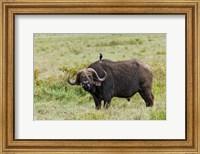 Buffalo and starling wildlife, Lake Nakuru NP, Kenya Fine Art Print