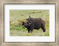 Buffalo and starling wildlife, Lake Nakuru NP, Kenya Fine Art Print