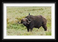 Buffalo and starling wildlife, Lake Nakuru NP, Kenya Fine Art Print